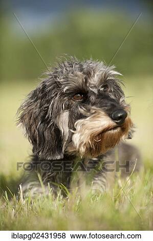 "Wire-haired Dachshund, portrait" View Large Photo Image Stock Photo - "Wire-haired Dachshund, portrait". Fotosearch