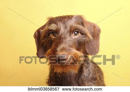 Stock Photo - "Wire-haired Dachshund, portrait, Germany, Europe". Fotosearch