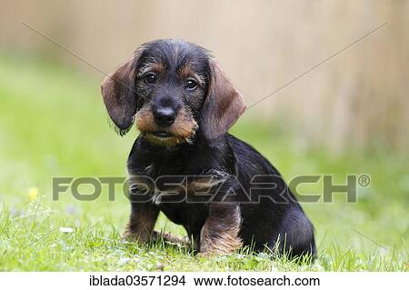 "Wire-haired dachshund, puppy, 10 weeks, sitting on grass, Germany, Europe" View Large Photo Image Picture - "Wire-haired dachshund, puppy, 10 weeks, sitting on grass, Germany, Europe". Fotosearch