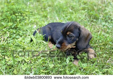 "Wire-haired dachshund, puppy, Germany, Europe" View Large Photo Image Stock Image - "Wire-haired dachshund, puppy, Germany, Europe". Fotosearch