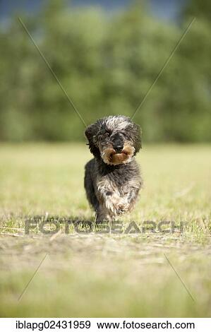 Wire-haired Dachshund running across a meadow View Large Photo Image Stock Photo - Wire-haired Dachshund running across a meadow. Fotosearch