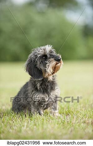 "Wire-haired Dachshund, sitting" View Large Photo Image Stock Photograph - "Wire-haired Dachshund, sitting". Fotosearch