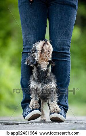 "Wire-haired Dachshund standing on a woman's foot, trick dog" View Large Photo Image Picture - "Wire-haired Dachshund standing on a woman's foot, trick dog". Fotosearch