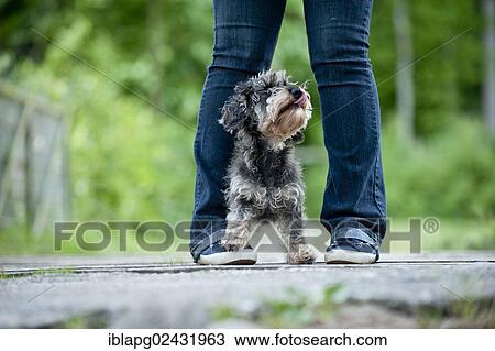 "Wire-haired Dachshund standing on a woman's foot, trick dog" View Large Photo Image Stock Image - "Wire-haired Dachshund standing on a woman's foot, trick dog". Fotosearch