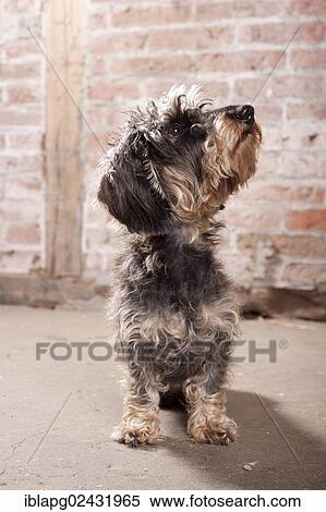 Stock Photography - "Wire-haired Dachshund, standing". Fotosearch