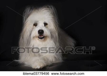 Wire-haired Elo View Large Photo Image Stock Photograph - Wire-haired Elo. Fotosearch