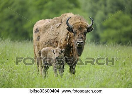 Picture - "Wisent or European Bison (Bison bonasus), cow with a calf, captive, North Rhine-Westphalia, Germany, Europe". Fotosearch
