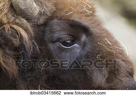 "Wisent or European Bison (Bison bonasus), portrait, Innsbruck Zoo, Innsbruck, Innsbruck-Stadt District, North Tyrol, Tyrol, Austria, Europe" View Large Photo Image Stock Image - "Wisent or European Bison (Bison bonasus), portrait, Innsbruck Zoo, Innsbruck, Innsbruck-Stadt District, North Tyrol, Tyrol, Austria, Europe". Fotosearch