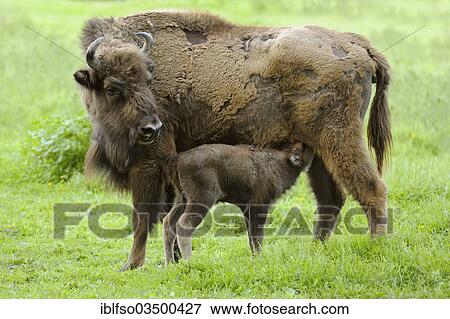 "Wisent or European Bison (Bison bonasus), cow suckling a calf, captive, Hesse, Germany, Europe" View Large Photo Image Stock Photo - "Wisent or European Bison (Bison bonasus), cow suckling a calf, captive, Hesse, Germany, Europe". Fotosearch