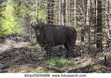 "Wisent or European Bison (Bison bonasus) standing on a forest glade, re-introduced into the wild on 11 April 2013 in Bad Berleburg, Bad Berleburg, Rothaargebirge, North Rhine-Westphalia, Germany, Europe" View Large Photo Image Stock Photo - "Wisent or European Bison (Bison bonasus) standing on a forest glade, re-introduced into the wild on 11 April 2013 in Bad Berleburg, Bad Berleburg, Rothaargebirge, North Rhine-Westphalia, Germany, Europe". Fotosearch