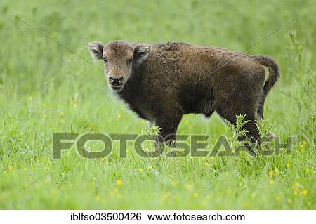"Wisent or European Bison (Bison bonasus), calf, captive, Hesse, Germany, Europe" View Large Photo Image Stock Photograph - "Wisent or European Bison (Bison bonasus), calf, captive, Hesse, Germany, Europe". Fotosearch
