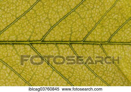 Stock Photography - "Wisteria (Wisteria), leaf structure, back-lit, changing to autumn colours, Hesse, Germany, Europe". Fotosearch