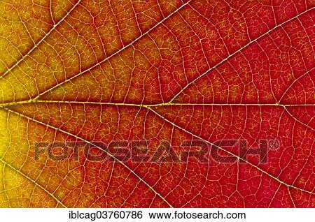 "Witch Alder or Alabama Fothergilla (Fothergilla monticola), autumn colour, leaf structure, back-lit, Hesse, Germany, Europe" View Large Photo Image Stock Photograph - "Witch Alder or Alabama Fothergilla (Fothergilla monticola), autumn colour, leaf structure, back-lit, Hesse, Germany, Europe". Fotosearch