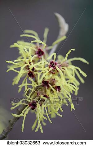Stock Image - "Witch Hazel (Hamamelis mollis """"Pallida""""), Haren, Emsland, Lower Saxony, Germany, Europe". Fotosearch