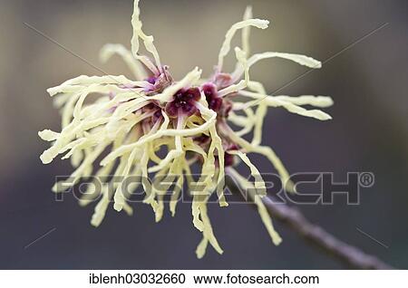 "Witch Hazel (Hamamelis mollis """"Pallida""""), Haren, Emsland, Lower Saxony, Germany, Europe" View Large Photo Image Stock Image - "Witch Hazel (Hamamelis mollis """"Pallida""""), Haren, Emsland, Lower Saxony, Germany, Europe". Fotosearch
