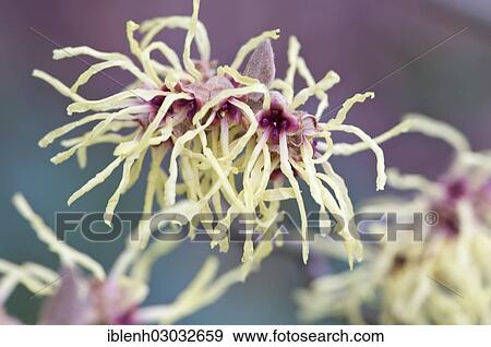 "Witch Hazel (Hamamelis mollis """"Pallida""""), Haren, Emsland, Lower Saxony, Germany, Europe" View Large Photo Image Stock Photo - "Witch Hazel (Hamamelis mollis """"Pallida""""), Haren, Emsland, Lower Saxony, Germany, Europe". Fotosearch