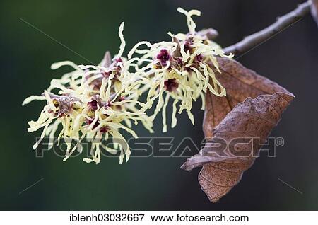 Stock Photo - "Witch Hazel (Hamamelis mollis """"Pallida""""), Haren, Emsland, Lower Saxony, Germany, Europe". Fotosearch
