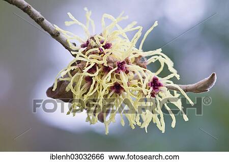 Stock Photograph - "Witch Hazel (Hamamelis mollis """"Pallida""""), Haren, Emsland, Lower Saxony, Germany, Europe". Fotosearch