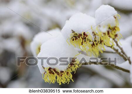 Stock Photography - "Witch hazel (Hamamelis mollis 'pallida'), snow-covered, Emsland, Lower Saxony, Germany, Europe". Fotosearch