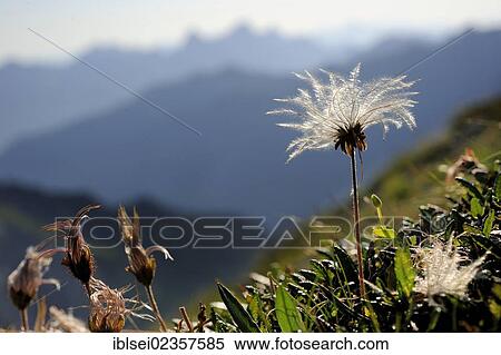 "Withered Pasque Flower (Pulsatilla), Geisshorn Mountain, Tannheim Valley, Tyrol, Austria, Europe" View Large Photo Image Stock Photography - "Withered Pasque Flower (Pulsatilla), Geisshorn Mountain, Tannheim Valley, Tyrol, Austria, Europe". Fotosearch