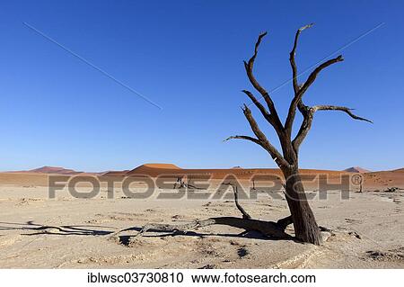 "Withered tree in the desert, Deadvlei, Sossusvlei, Namib-Naukluft Park, Namib Desert, Namibia, Africa" View Large Photo Image Stock Image - "Withered tree in the desert, Deadvlei, Sossusvlei, Namib-Naukluft Park, Namib Desert, Namibia, Africa". Fotosearch