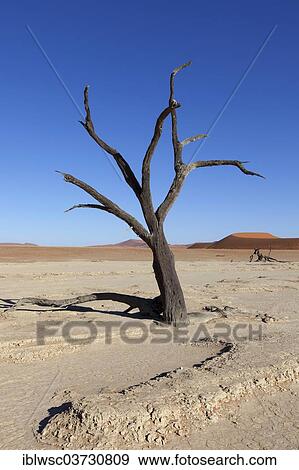 "Withered tree in the desert, Deadvlei, Sossusvlei, Namib-Naukluft Park, Namib Desert, Namibia, Africa" View Large Photo Image Stock Photo - "Withered tree in the desert, Deadvlei, Sossusvlei, Namib-Naukluft Park, Namib Desert, Namibia, Africa". Fotosearch