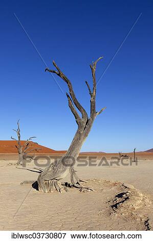 "Withered trees in the desert, Deadvlei, Sossusvlei, Namib-Naukluft Park, Namib Desert, Namibia, Africa" View Large Photo Image Stock Photo - "Withered trees in the desert, Deadvlei, Sossusvlei, Namib-Naukluft Park, Namib Desert, Namibia, Africa". Fotosearch