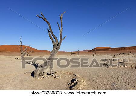 "Withered trees in the desert, Deadvlei, Sossusvlei, Namib-Naukluft Park, Namib Desert, Namibia, Africa" View Large Photo Image Stock Photo - "Withered trees in the desert, Deadvlei, Sossusvlei, Namib-Naukluft Park, Namib Desert, Namibia, Africa". Fotosearch