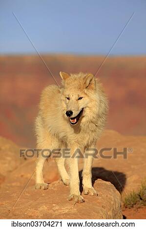 Stock Image - "Wolf (Canis lupus), adult, captive, Monument Valley, Utah, United States, North America". Fotosearch
