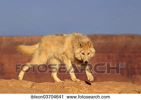 "Wolf (Canis lupus), adult, captive, Monument Valley, Utah, United States, North America" View Large Photo Image Stock Image - "Wolf (Canis lupus), adult, captive, Monument Valley, Utah, United States, North America". Fotosearch