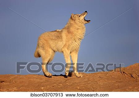 Stock Image - "Wolf (Canis lupus), adult, captive, Monument Valley, Utah, United States, North America". Fotosearch