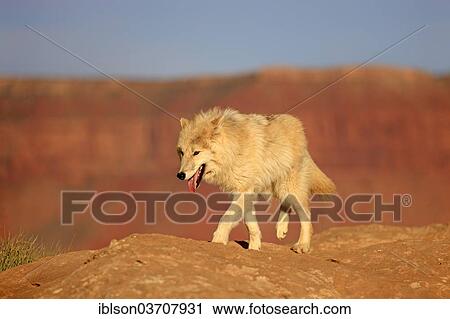 "Wolf (Canis lupus), adult, captive, Monument Valley, Utah, United States, North America" View Large Photo Image Stock Image - "Wolf (Canis lupus), adult, captive, Monument Valley, Utah, United States, North America". Fotosearch