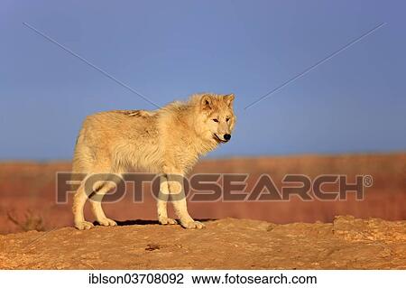 "Wolf (Canis lupus), adult, captive, Monument Valley, Utah, United States, North America" View Large Photo Image Stock Image - "Wolf (Canis lupus), adult, captive, Monument Valley, Utah, United States, North America". Fotosearch