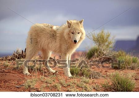 "Wolf (Canis lupus), adult, captive, Monument Valley, Utah, United States, North America" View Large Photo Image Stock Image - "Wolf (Canis lupus), adult, captive, Monument Valley, Utah, United States, North America". Fotosearch