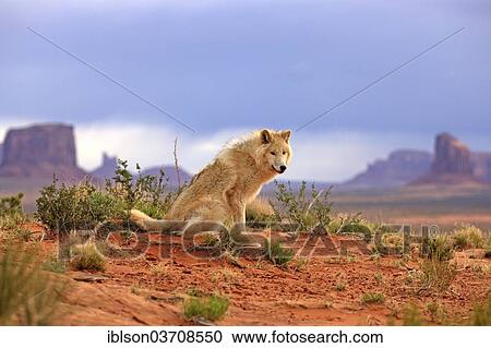 "Wolf (Canis lupus), adult, captive, Monument Valley, Utah, United States, North America" View Large Photo Image Stock Image - "Wolf (Canis lupus), adult, captive, Monument Valley, Utah, United States, North America". Fotosearch