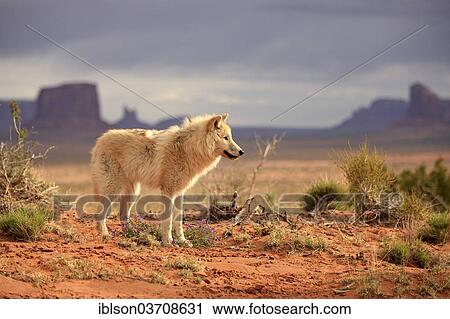 "Wolf (Canis lupus), adult, captive, Monument Valley, Utah, United States, North America" View Large Photo Image Stock Image - "Wolf (Canis lupus), adult, captive, Monument Valley, Utah, United States, North America". Fotosearch