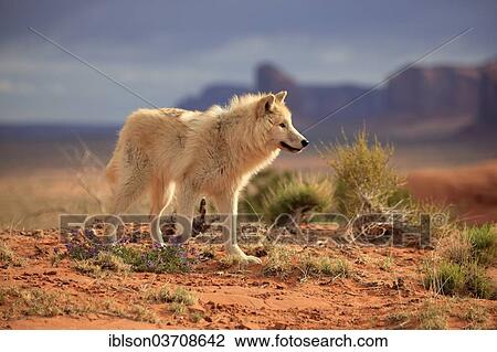 "Wolf (Canis lupus), adult, captive, Monument Valley, Utah, United States, North America" View Large Photo Image Stock Image - "Wolf (Canis lupus), adult, captive, Monument Valley, Utah, United States, North America". Fotosearch