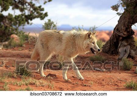 "Wolf (Canis lupus), adult, captive, Monument Valley, Utah, United States, North America" View Large Photo Image Stock Image - "Wolf (Canis lupus), adult, captive, Monument Valley, Utah, United States, North America". Fotosearch