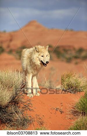 "Wolf (Canis lupus), adult, captive, Monument Valley, Utah, United States, North America" View Large Photo Image Stock Image - "Wolf (Canis lupus), adult, captive, Monument Valley, Utah, United States, North America". Fotosearch