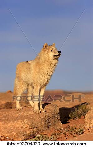"Wolf (Canis lupus), adult, captive, Monument Valley, Utah, United States, North America" View Large Photo Image Stock Photo - "Wolf (Canis lupus), adult, captive, Monument Valley, Utah, United States, North America". Fotosearch