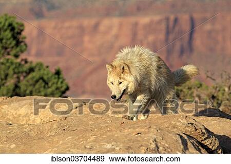 "Wolf (Canis lupus), adult, captive, Monument Valley, Utah, United States, North America" View Large Photo Image Stock Photo - "Wolf (Canis lupus), adult, captive, Monument Valley, Utah, United States, North America". Fotosearch