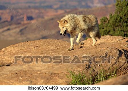 "Wolf (Canis lupus), adult, captive, Monument Valley, Utah, United States, North America" View Large Photo Image Stock Photo - "Wolf (Canis lupus), adult, captive, Monument Valley, Utah, United States, North America". Fotosearch