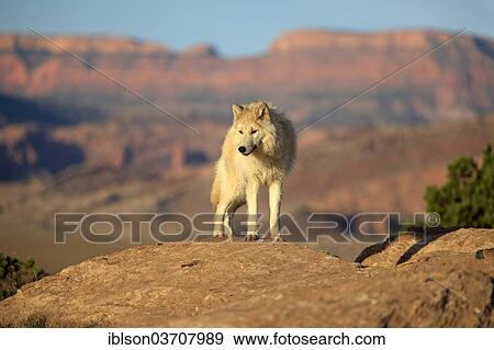 "Wolf (Canis lupus), adult, captive, Monument Valley, Utah, United States, North America" View Large Photo Image Stock Photo - "Wolf (Canis lupus), adult, captive, Monument Valley, Utah, United States, North America". Fotosearch