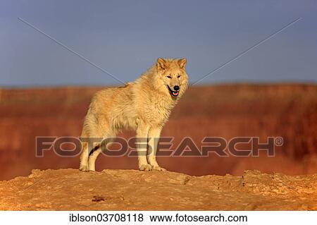 "Wolf (Canis lupus), adult, captive, Monument Valley, Utah, United States, North America" View Large Photo Image Stock Photo - "Wolf (Canis lupus), adult, captive, Monument Valley, Utah, United States, North America". Fotosearch