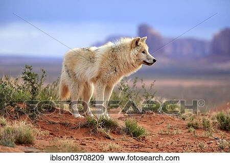 "Wolf (Canis lupus), adult, captive, Monument Valley, Utah, United States, North America" View Large Photo Image Stock Photo - "Wolf (Canis lupus), adult, captive, Monument Valley, Utah, United States, North America". Fotosearch