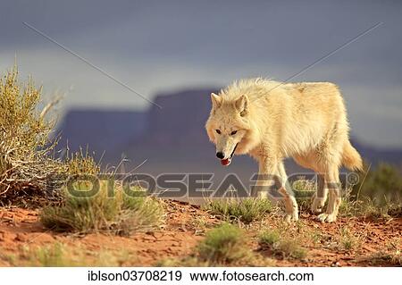 "Wolf (Canis lupus), adult, captive, Monument Valley, Utah, United States, North America" View Large Photo Image Stock Photo - "Wolf (Canis lupus), adult, captive, Monument Valley, Utah, United States, North America". Fotosearch