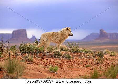 "Wolf (Canis lupus), adult, captive, Monument Valley, Utah, United States, North America" View Large Photo Image Stock Photo - "Wolf (Canis lupus), adult, captive, Monument Valley, Utah, United States, North America". Fotosearch