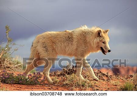 "Wolf (Canis lupus), adult, captive, Monument Valley, Utah, United States, North America" View Large Photo Image Stock Photo - "Wolf (Canis lupus), adult, captive, Monument Valley, Utah, United States, North America". Fotosearch