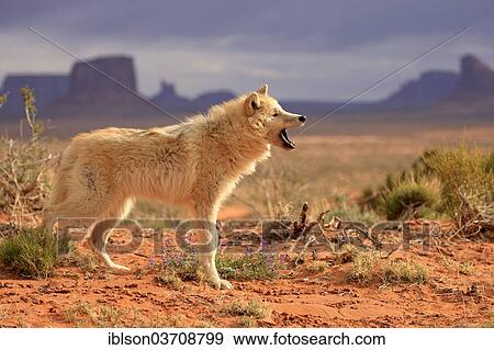 "Wolf (Canis lupus), adult, captive, Monument Valley, Utah, United States, North America" View Large Photo Image Stock Photo - "Wolf (Canis lupus), adult, captive, Monument Valley, Utah, United States, North America". Fotosearch