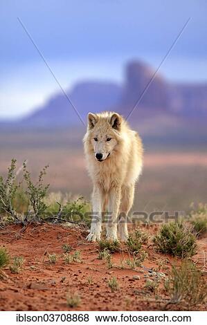 "Wolf (Canis lupus), adult, captive, Monument Valley, Utah, United States, North America" View Large Photo Image Stock Photo - "Wolf (Canis lupus), adult, captive, Monument Valley, Utah, United States, North America". Fotosearch